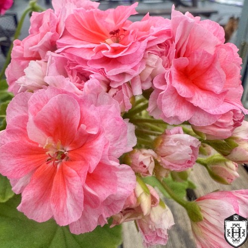 Pelargonium 'TA Lady Winter' - Pelargoon 'TA Lady Winter' P9/0,55L Pelargonium 'TA Lady Winter' - Pelargoon 'TA Lady Winter' P9/0,55L